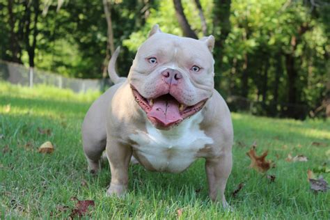 micro bully rolex|pocket bully for sale.